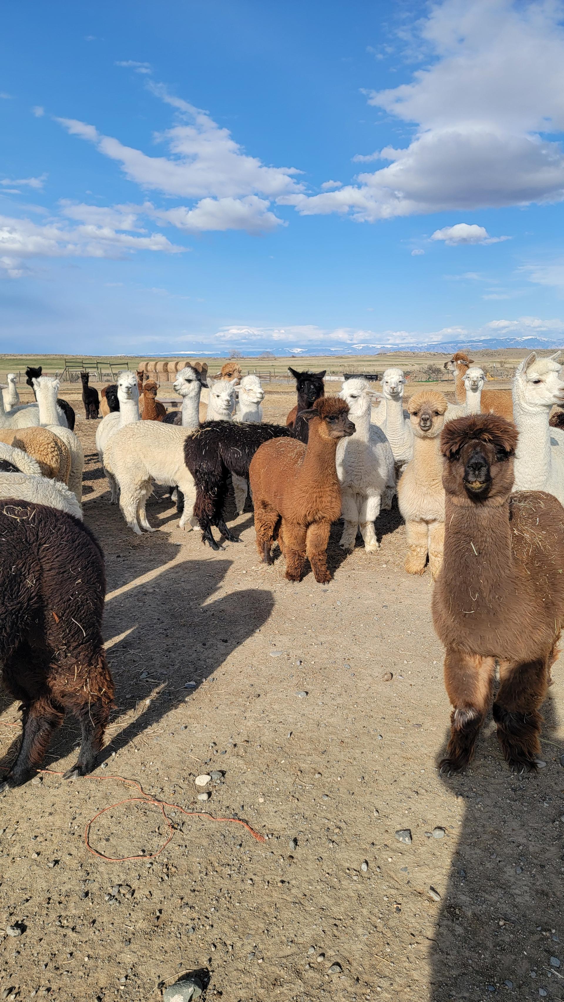 We are a family operated alpaca ranch located between Yellowstone National ...